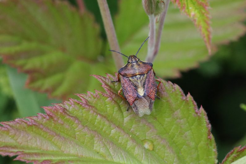 Dezynfekcja realizowana przez firmę BIOS